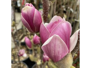 Magnolia 'March Till Frost' - magnólie / šácholan