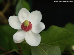 Magnolia sieboldii - magnólie / šácholan Sieboldův