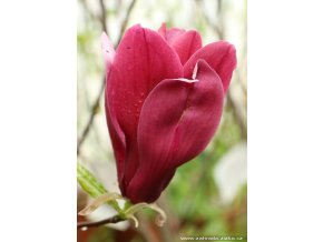Magnolia soulangeana 'Rustica Rubra' - magnólie / šácholan