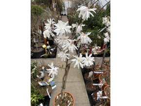 Magnolia stellata kmínek - magnólie / šácholan hvězdnatý
