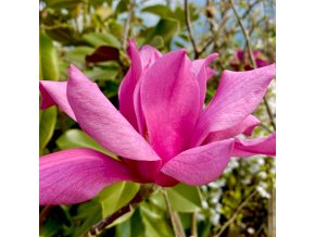 Magnolia 'Vulcan' - magnólie / šácholan