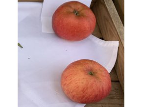 Malus domestica 'Blaník' - jabloň zimní