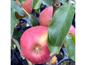 Malus domestica 'RED SPRING' - jabloň sloupovitá