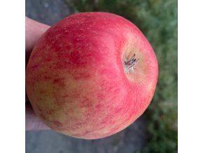 Malus domestica 'ROSANA' - jabloň ZIMNÍ