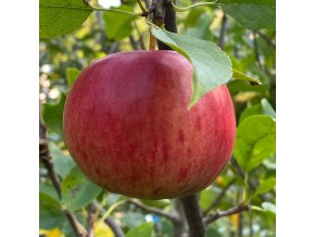 Malus domestica 'SELENA' - jabloň PODZIMNÍ