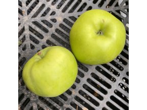 Malus domestica 'SONET' - jabloň SLOUPOVITÁ