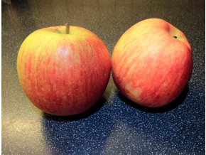 Malus domestica 'ŠAMPION' Red - jabloň PODZIMNÍ