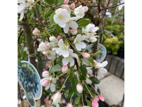 Malus 'Fontána' - jabloň okrasná
