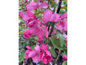 Malus 'Henrietta Crosby' - jabloň okrasná