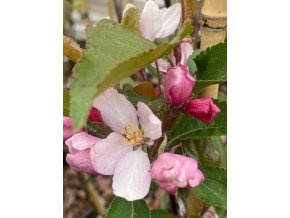 Malus 'Mokum' - jabloň okrasná