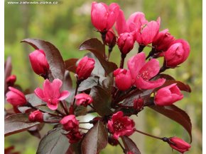 Malus 'Nicoline' - jabloň okrasná