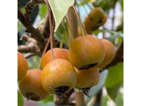 Malus POM'ZAI 'Courtabri' - jabloň okrasná