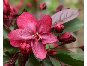 Malus 'Royalty' - jabloň okrasná