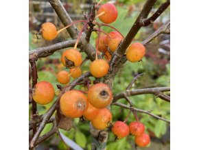 Malus toringo 'Tina' kmínek - jabloň okrasná