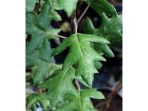 Malus trilobata - jabloň trojlaločná