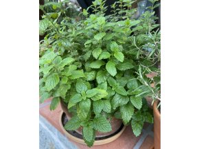 Melissa officinalis - meduňka lékařská