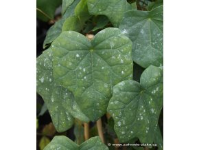 Menispermum davuricum - lunoplod dahurský