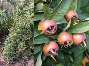 Mespilus canescens - mišpule