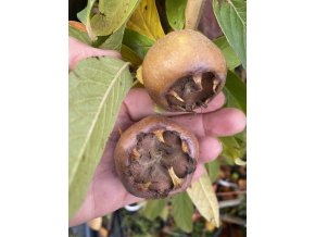 Mespilus germanica 'Bredase Reus' - mišpule německá