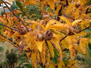 Mespilus germanica 'Notthingham' - mišpule německá
