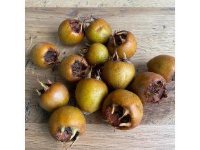 Mespilus germanica 'Valdice' - mišpule německá
