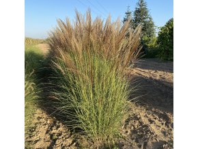 Miscanthus sinensis 'Kleine Silberspinne' - ozdobnice, čínský rákos