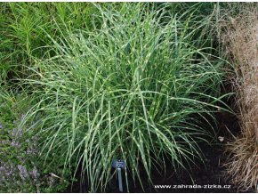 Miscanthus sinensis 'Little Zebra' - ozdobnice, čínský rákos