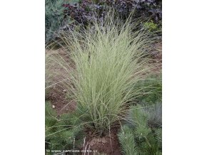 Miscanthus sinensis 'Morning Light' - ozdobnice čínská
