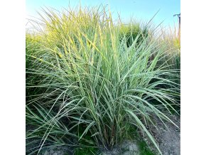 Miscanthus sinensis 'Silver Arrow' - ozdobnice, čínský rákos