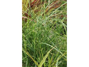 Miscanthus sinensis 'Strictus Dwarf' - ozdobnice, čínský rákos
