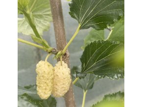 Morus alba 'Mikulov' - moruše bílá