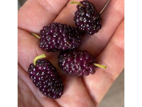 Morus 'Fialová' - moruše