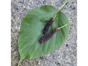 Morus 'Giant Fruit' - moruše