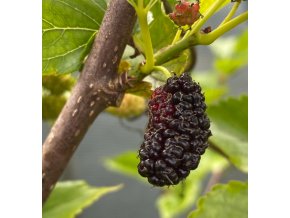 Morus 'Pakystan' - moruše černoplodá