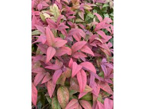 Nandina domestica 'Blush Pink' - nandina