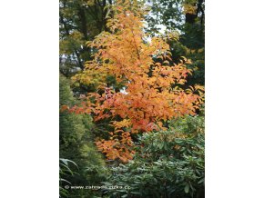 Nyssa sylvatica - tupela lesní