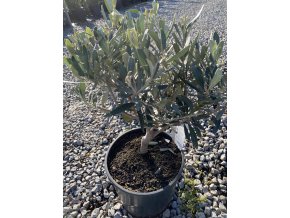 Olea europaea - olivovník