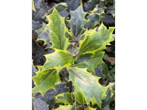 Osmanthus heterophyllus 'Aureomarginathus' - vonokvětka různolistá