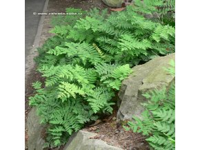 Osmunda regalis - podezřeň královská