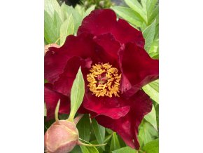 PAEONIA (Itoh) 'Scarlet Heaven' - pivoňka