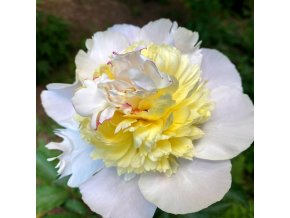 Paeonia 'Laura Dessert' - pivoňka