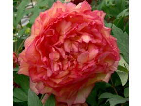 Paeonia suffruticosa 'Kinkaku' - pivoňka keřovitá / dřevitá