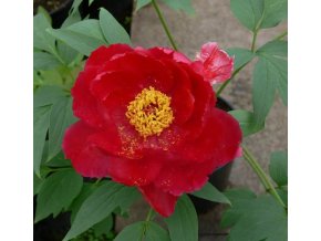 Paeonia suffruticosa 'Nichigetun Nishi' - pivoňka keřovitá / dřevitá