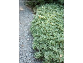 Pachysandra terminalis 'Variegata' - tlustonitník