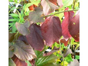 Parrotia persica 'Vanessa' - parócie