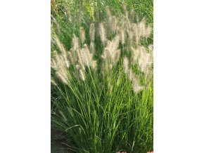 Pennisetum alopecuroides 'Hameln' - dochan psárkovitý