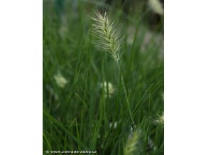 Pennisetum alopecuroides 'Little Bunny' - dochan psárkovitý/ vousatec