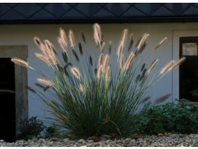 Pennisetum alopecuroides 'Magic' - dochan psárkovitý