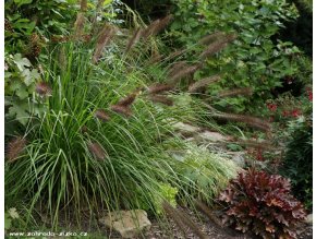 Pennisetum alopecuroides 'Moundry' - dochan / vousatec psárkovitý