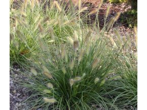 Pennisetum compressum 'Wesserbergland' - dochan